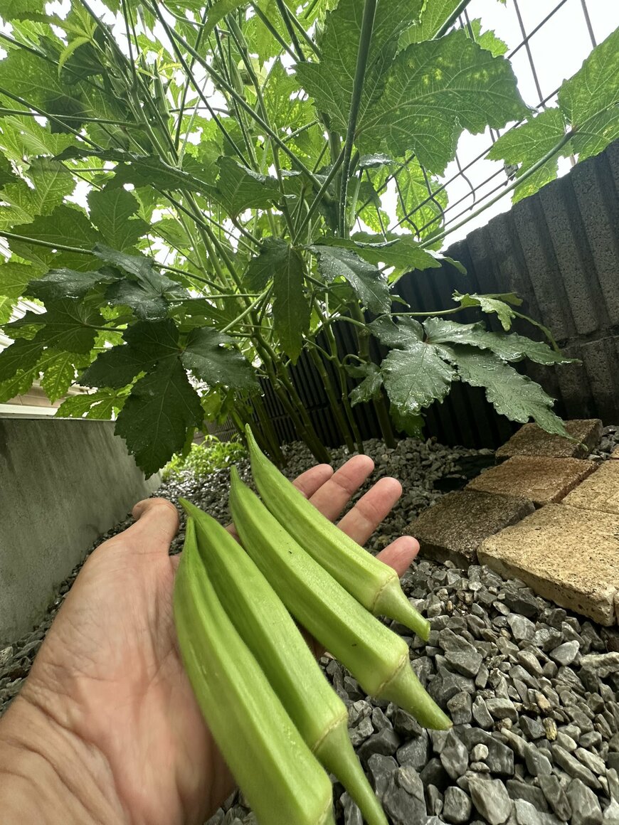 収穫した立派なオクラ！