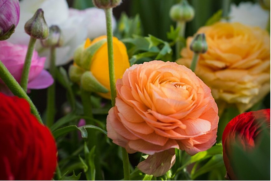 Tatiana Andrianova/istockphoto.com