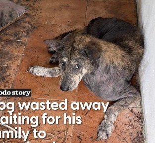 家族に捨てられた「骨と皮ばかり」の犬 運命的な出会いで「見違えるほど」幸せそうになった様子に感動