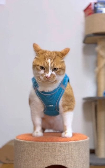 【元保護猫ちゃん×国民的キャラクター】可愛さのコラボに悶絶！「なんとなく笑っちゃう」の声も