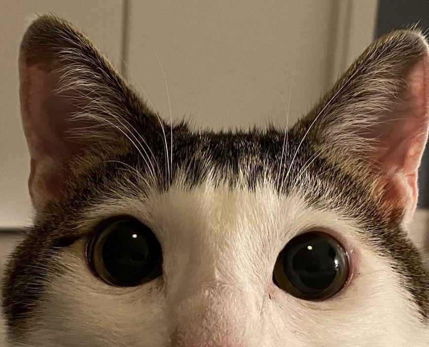 出所：@Saeroyi_cat