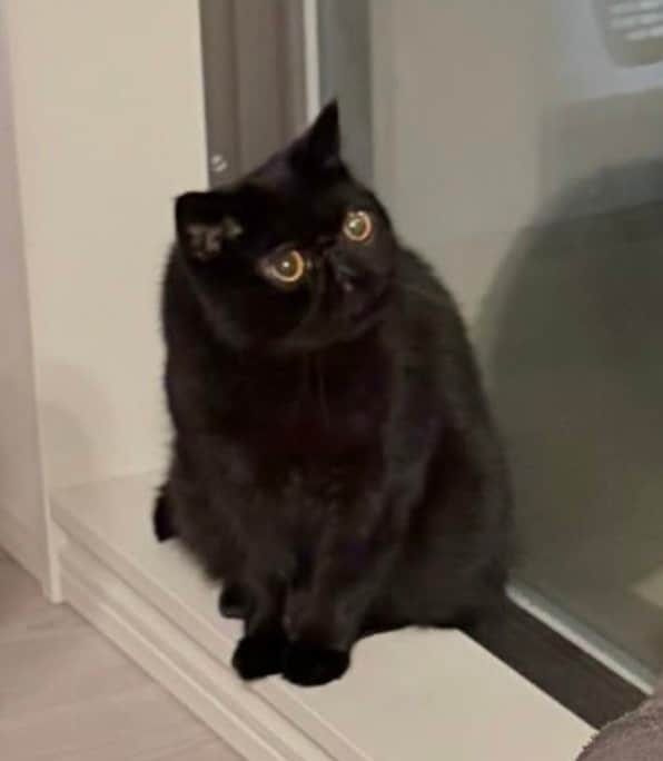 「おもろすぎて毎日飽きない」猫ちゃんの投稿が話題！ブラッシングで至福の表情、謎のポージング…中毒性バツグンと大反響