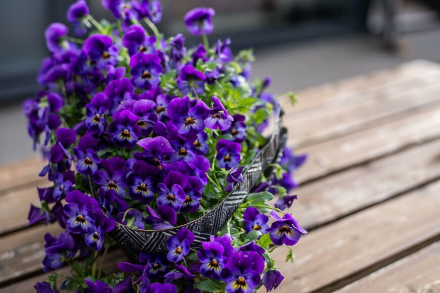 【冬の鮮やかガーデニング】殺風景になりがちな冬の庭「鮮やかカラーの花を育てるなら何がおススメ？」