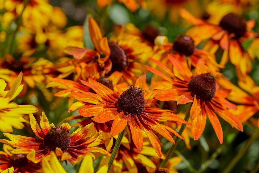 Flower_Garden/Shutterstock.com