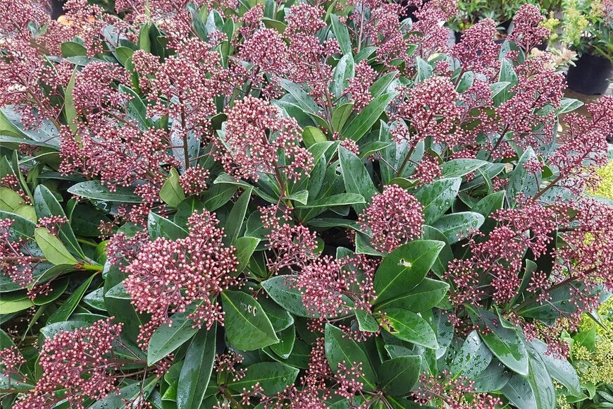 スキミア　emer1940/istockphoto.com