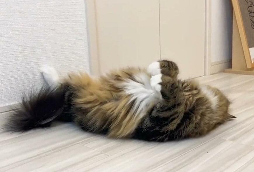 出所：@meltube_cat 