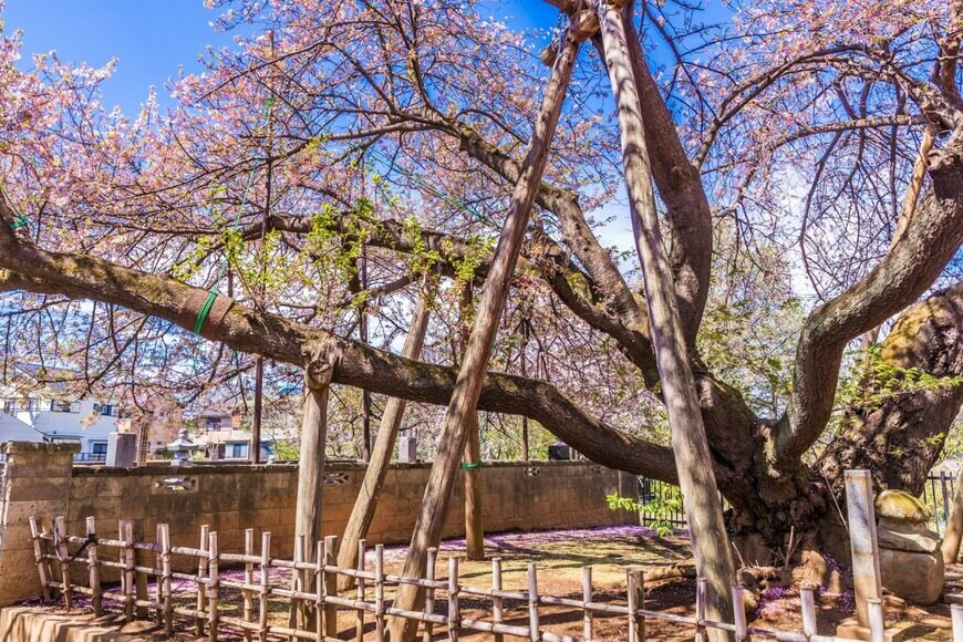 Takashi Images/shutterstock.com