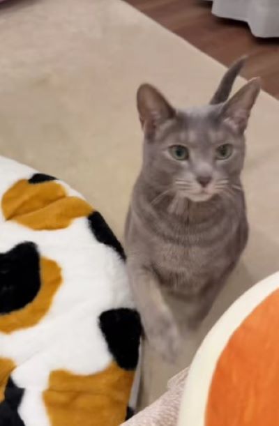 出所：@mugi.omochi0804