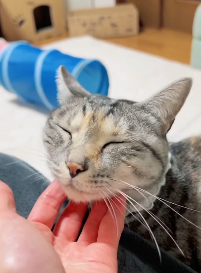 出所：@hikaitimilky