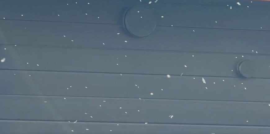 札幌で撮影された「雪が降っているような光景」 大量発生した「雪虫」に反響や苦労の声が続々