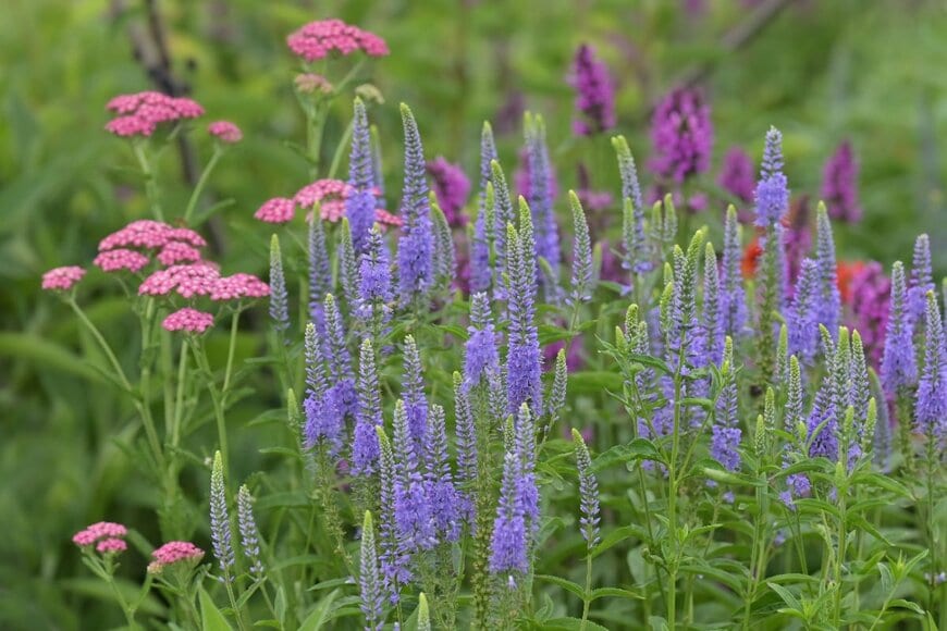 77jitka/shutterstock.com