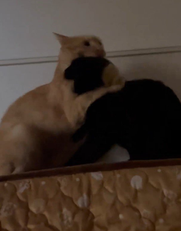 出所：＠Teagle_Noir