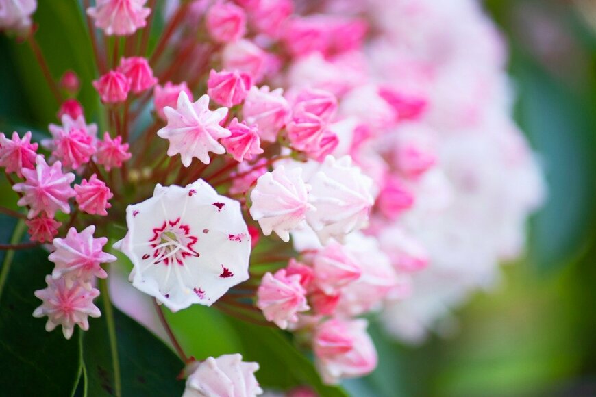 5月のガーデニング「咲きどきは今」見栄えの良い花を楽しむ花木3選＜一度見たら忘れられない花姿＞