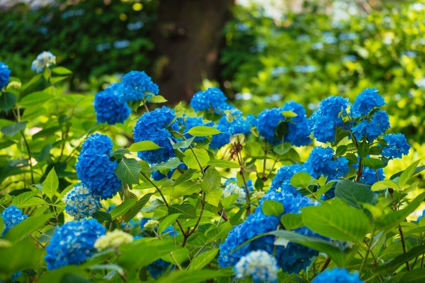 【ガーデニング】ブルーガーデン【5つの色合わせアイデア】＆オススメの青い花8選