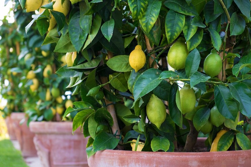 鉢植えで育てる「レモンの木」苗木の植え方～管理方法まで【ガーデニングアーカイブ2021/10】
