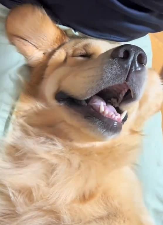 ゴールデンレトリバー