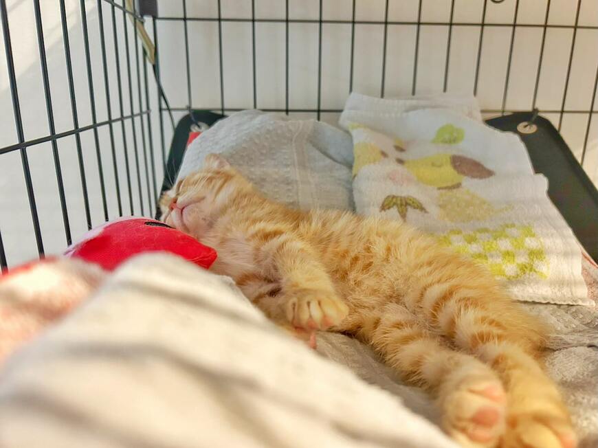 投稿の画像