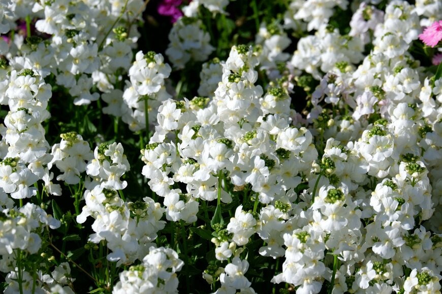 白い花を咲かせている、ネメシア