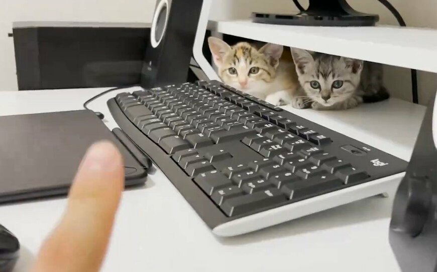 警戒しまくる猫