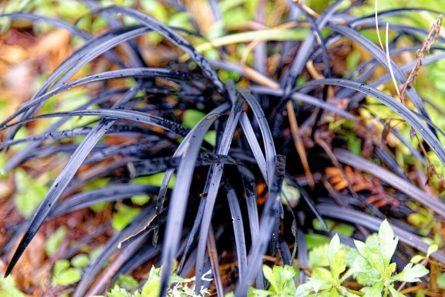 シャープな黒い葉を広げている、コクリュウ