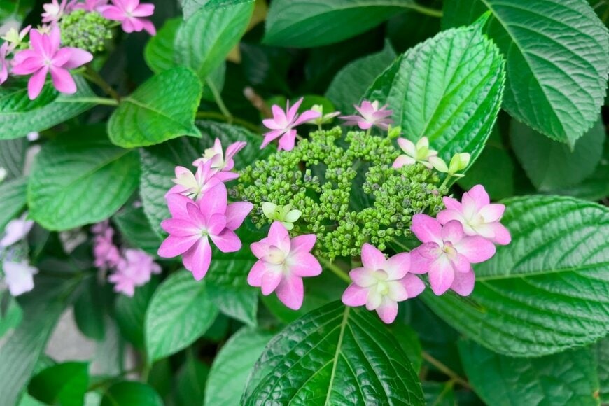 ダンスパーティーという品種のアジサイの花。花の色はピンク