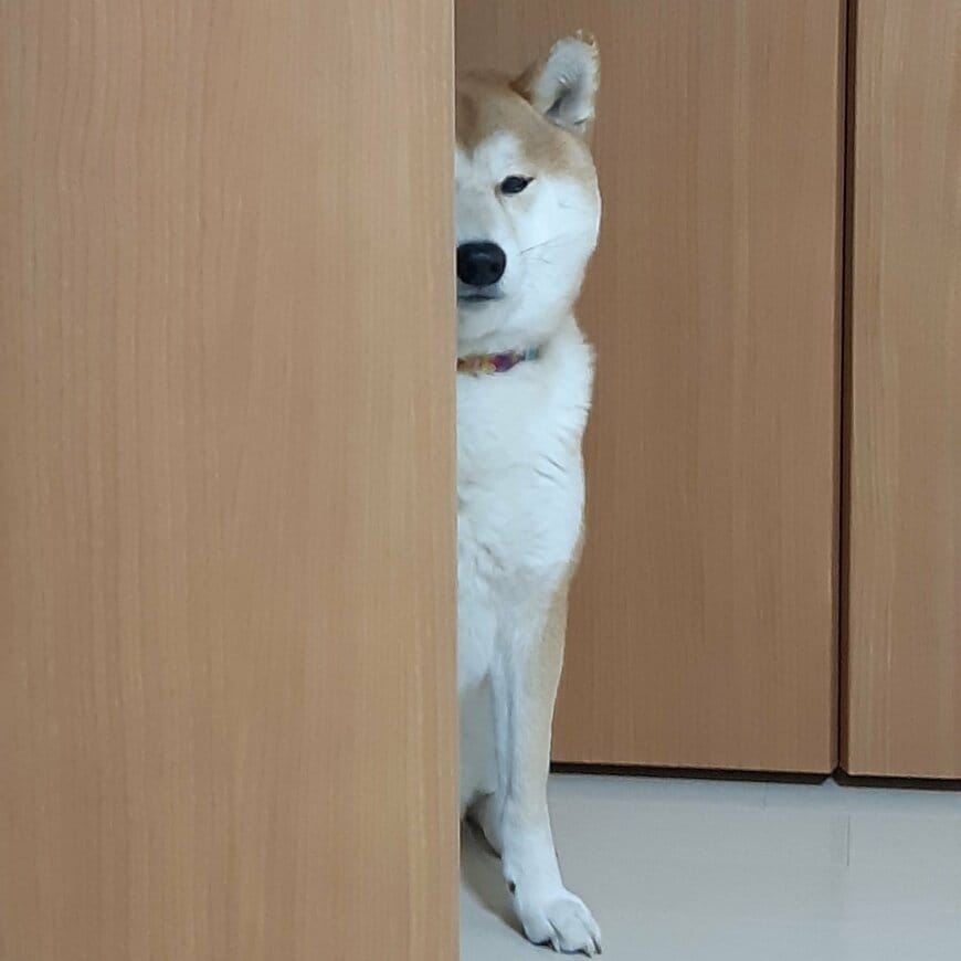 のぞき見する柴犬