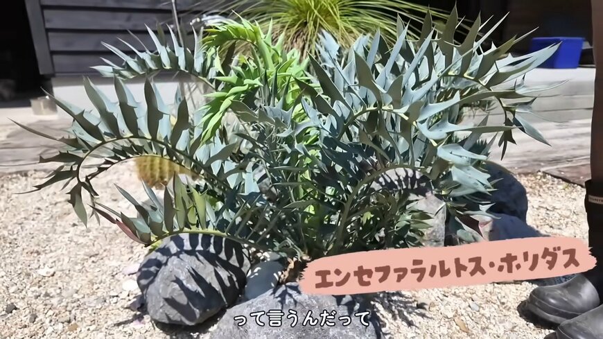 森泉のYouTube動画のスクリーンショット