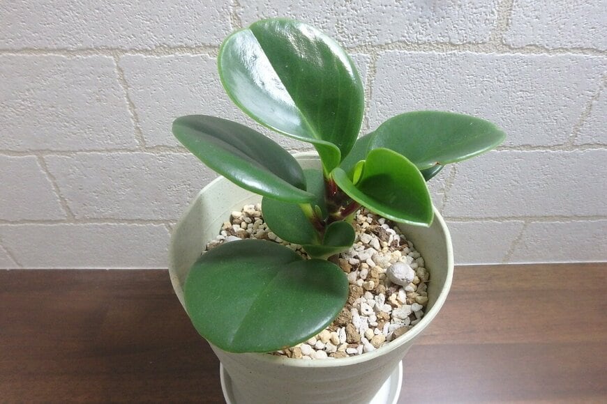 ダイソー、観葉植物ペペロミア購入から半年後の写真