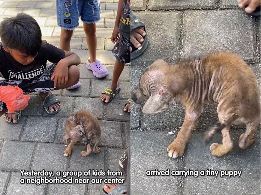 出所：<u><a href="https://www.instagram.com/p/DZkMn4pgux5/" target="_blank">@missionpawsible</a></u>