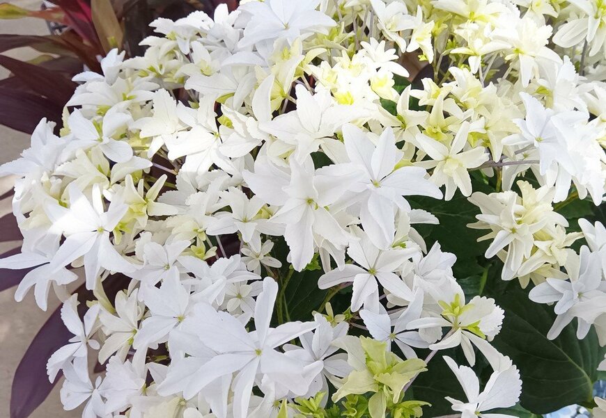 白い花が満開のグリッター