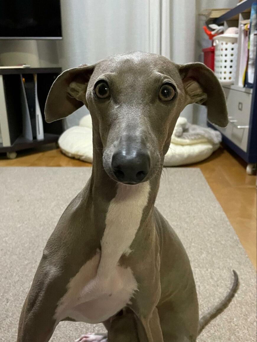 かわいいプットくん