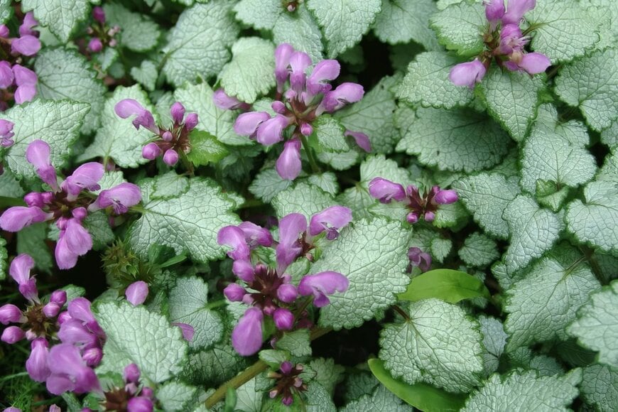 くすんだ紫の花を咲かせているラミウム