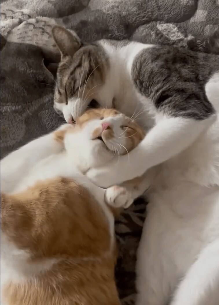 キックされてるのに幸せそうな猫