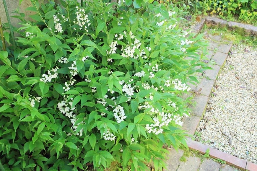 白い清楚な花を咲かせているヒメウツギ