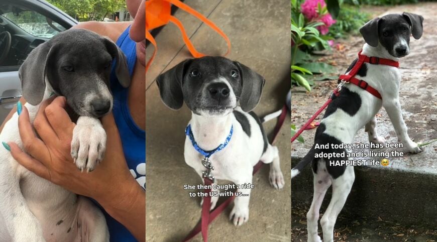 保護されて新しい暮らしへ向かった子犬の姿