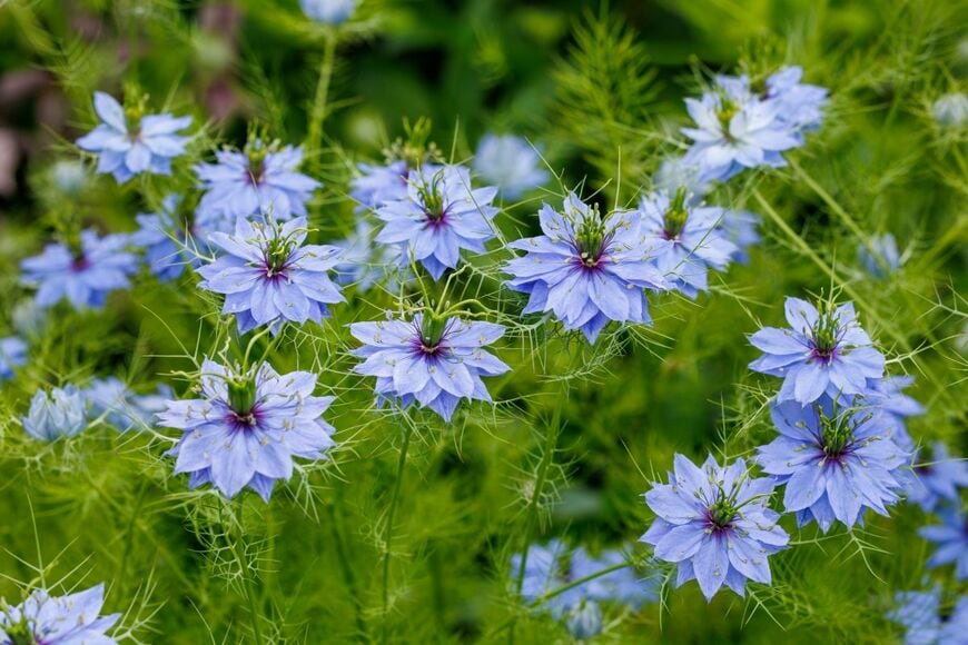 糸状の葉に包まれた花がロマンチックな「ニゲラ」