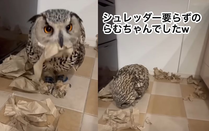 投稿動画のワンシーン