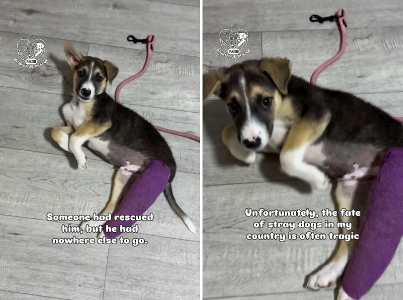 出所：<u><a href="https://www.instagram.com/p/DdcU2wrhgZ1/" target="_blank">@pawsitiverescue.page</a></u>