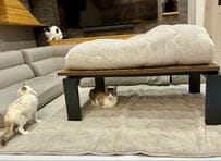 寝るのでコタツ布団を畳んだら　猫の様子に思わず笑ってしまう