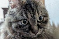 いつもは「かわいい猫ちゃん」が豹変？　思わず二度見してしまう姿に反響