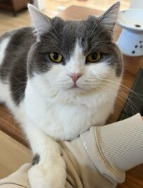 甘えん坊な猫が外出を察知→「非常事態？」に対して見せた警戒態勢に笑ってしまう