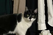 「観葉植物が足りてない」猫が作ってくれた自信作に笑っちゃう！