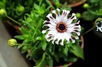 憧れのホワイトガーデンが叶う。洗練された白い花がおしゃれな「一年草・多年草」3選