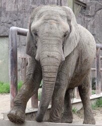 【東武動物公園】もはや「盗み食いの量じゃない」キャベツをこっそり"盗み食い"するゾウの決定的瞬間を公開（埼玉県）