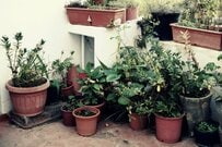 【観葉植物おすすめ6選】カラーリーフが人気上昇中！おしゃれで丈夫、お世話もラク