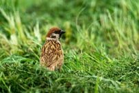 「頭がかゆいスズメ」後ろから撮影したら…　思わず悶絶してしまう光景が話題「後頭部がラブリー」