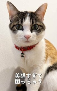 凛とした表情が魅力の美猫→お茶目でかわいいギャップにメロメロ！気持ちよさそうに眠る姿が話題に