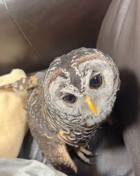 【となりにいるフクロウ】飼い主さんの横が落ち着く！甘える姿に「かわいい」とユーザーもメロメロ