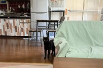 写真に写り込んでいた黒猫　その様子を見ると…いつもと地味に違う姿にホッコリ