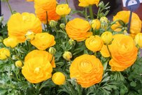 【ガーデニング】もうすぐ春。庭がまぶしくなる「ビタミンカラーの多年草・一年草」4選